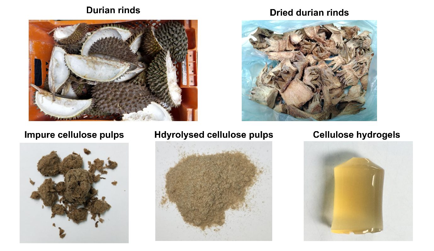 Figure 1 Development of cellulose hydrogels from durian rinds