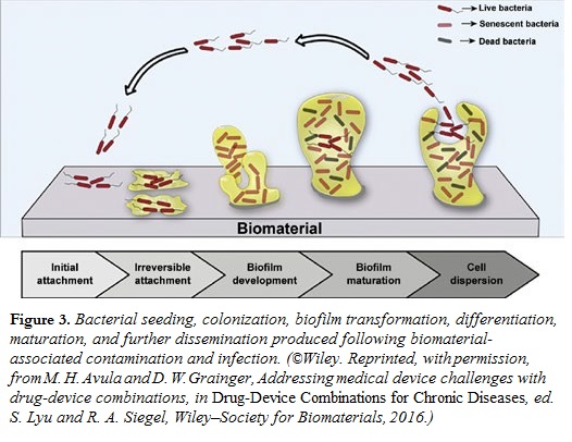 Bacterial seeding