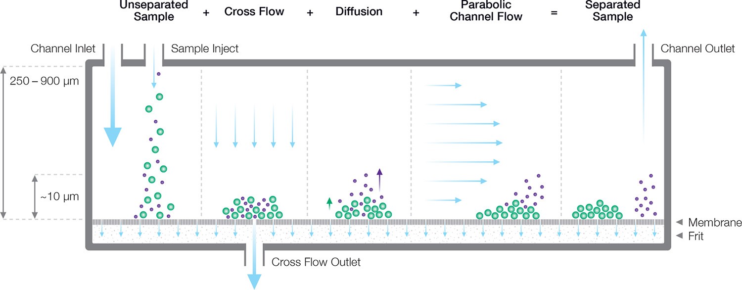 Figure 2. Separation mechanism in an FFF channel