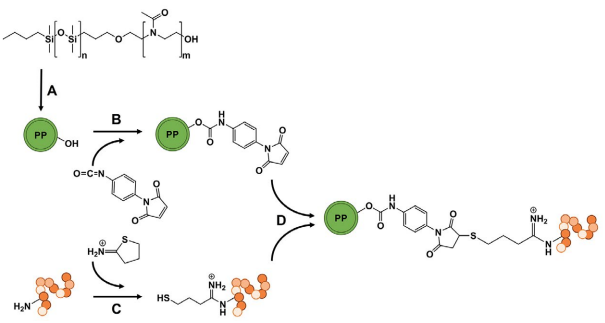 Figure 1. Preparation of AF targeted PP. (A) Formulation of PP using the thin film rehydration method. (B) Modification of the polymersomes’ surface using p-maleimidophenylisocyanate to obtain maleimide-functionalized PP and (C) in parallel thiolation of AF using 2-iminothiolane (Traut’s activation). (D) Finally, maleimide-functionalized PP and activated AF were covalently linked via Michael addition to achieve PP-AF.