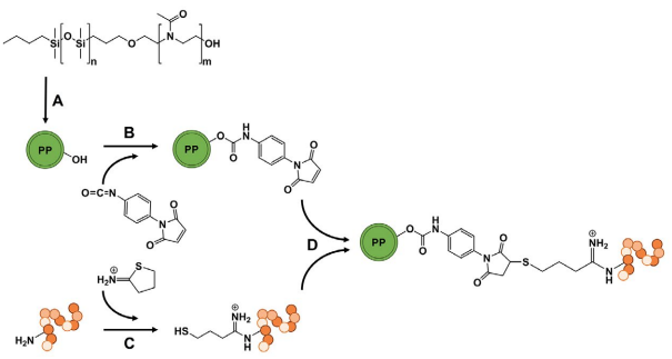 Figure 1. Preparation of AF targeted PP. (A) Formulation of PP using the thin film rehydration method. (B) Modification of the polymersomes’ surface using p-maleimidophenylisocyanate to obtain maleimide-functionalized PP and (C) in parallel thiolation of AF using 2-iminothiolane (Traut’s activation). (D) Finally, maleimide-functionalized PP and activated AF were covalently linked via Michael addition to achieve PP-AF.