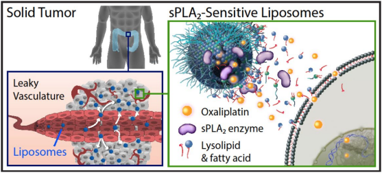 Tumor Liposomes graphical abstract image