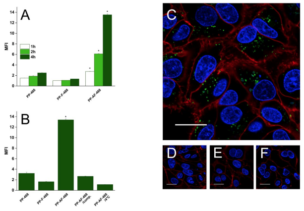 Figure 3. Time-dependent and receptor-specific cellular uptake of targeted PP. (A) HepG2 cells were incubated with PP-488, PP-F-488, and PP-AF-488 and analyzed by FACS to quantify uptake of the differently modified PP. Mean fluorescence intensity (MFI) was normalized to untreated control cells. SD is shown with error bars (n = 3); asterisk (*) indicates P < 0.01. (B) ASGPR specific uptake of PP-AF-488 by HepG2 cells. PP-488 (negative control) and PP-AF-488: cells were incubated with the indicated polymersomes for 4 h at 37°C. PP-AF-488/comp: for competitive inhibition, cells were pre-incubated for 1 h with an excess of free AF before adding PP-AF-488. PP-AF-488/4°C: HepG2 cells were incubated at 4°C in the presence of PP-AF-488. Uptake determined by FACS is shown as MFI normalized to untreated control cells. SD is shown with error bars (n = 3); asterisk (*) indicates P < 0.01. (C–F) Confocal microscopy after 4 h uptake of respective polymersomes. Nuclei are blue, cell membranes red, and PP-488 and PP-AF-488 green. Scale bar = 20 µm. (C) PP-AF-488. (D) PP-488. (E) PP-AF-488/comp. (F) PP-AF-488/4°C.