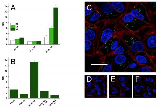 Figure 3. Time-dependent and receptor-specific cellular uptake of targeted PP. (A) HepG2 cells were incubated with PP-488, PP-F-488, and PP-AF-488 and analyzed by FACS to quantify uptake of the differently modified PP. Mean fluorescence intensity (MFI) was normalized to untreated control cells. SD is shown with error bars (n = 3); asterisk (*) indicates P < 0.01. (B) ASGPR specific uptake of PP-AF-488 by HepG2 cells. PP-488 (negative control) and PP-AF-488: cells were incubated with the indicated polymersomes for 4 h at 37°C. PP-AF-488/comp: for competitive inhibition, cells were pre-incubated for 1 h with an excess of free AF before adding PP-AF-488. PP-AF-488/4°C: HepG2 cells were incubated at 4°C in the presence of PP-AF-488. Uptake determined by FACS is shown as MFI normalized to untreated control cells. SD is shown with error bars (n = 3); asterisk (*) indicates P < 0.01. (C–F) Confocal microscopy after 4 h uptake of respective polymersomes. Nuclei are blue, cell membranes red, and PP-488 and PP-AF-488 green. Scale bar = 20 µm. (C) PP-AF-488. (D) PP-488. (E) PP-AF-488/comp. (F) PP-AF-488/4°C.