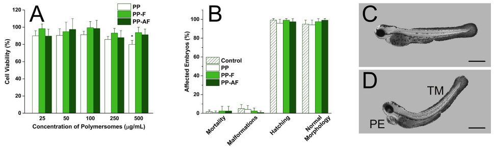 Figure 4. In vitro and in vivo toxicity. (A) MTT-assay. Cell viability of HepG2 cells after incubation for 24 h with increasing concentrations of differently modified PP. Cell viability of untreated control cells is 100%. SD is shown with error bars (n = 8); asterisk (*) indicates P < 0.01. (B) Toxicity of differently modified polymersomes in zebrafish (96 hpf ). Percentages of mortality in the early zebrafish larvae, larvae affected by morphological malformations, hatching rate, and larvae with normal morphology are shown. The polymersome formulations were tested and compared to control (no polymersomes). Values are means ± SD (n = 30). (C, D) Representative images of ZFE 96 hpf. (C) ZFE with normal morphology. (D) Exemplified ZFE with malformations (PE pericardial edema, TM tail malformation). Scale bar = 0.5 mm.
