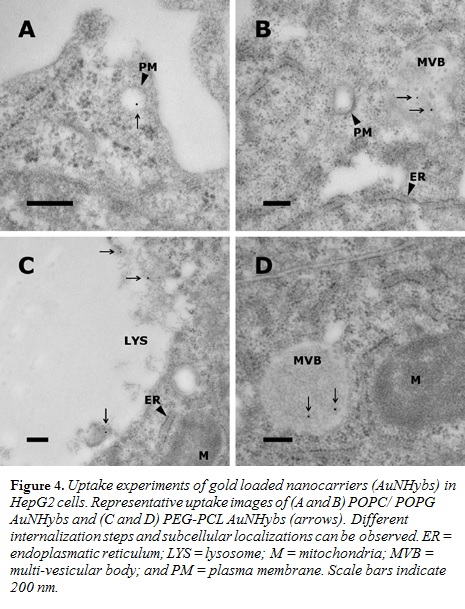 Uptake experiments of gold loaded nanocarriers