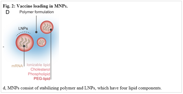 Fig 2 Vaccine loading in MNPs